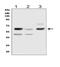 Delta-like protein 3 antibody, PA1912, Boster Biological Technology, Western Blot image 