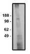 Sodium/hydrogen exchanger 6 antibody, AP05295SU-N, Origene, Western Blot image 