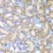 HAP antibody, 16-384, ProSci, Immunohistochemistry frozen image 