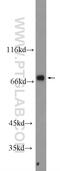 Rho Guanine Nucleotide Exchange Factor 7 antibody, 14092-1-AP, Proteintech Group, Western Blot image 