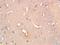 Serine Racemase antibody, orb186014, Biorbyt, Immunohistochemistry paraffin image 