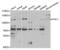 Polyhomeotic-like protein 1 antibody, LS-C335607, Lifespan Biosciences, Western Blot image 