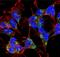 Discs Large MAGUK Scaffold Protein 2 antibody, NBP2-12912, Novus Biologicals, Immunofluorescence image 