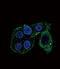 Cytochrome P450 Family 2 Subfamily S Member 1 antibody, abx026929, Abbexa, Immunofluorescence image 