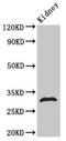 Histone H1.5 antibody, LS-C673226, Lifespan Biosciences, Western Blot image 