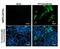 Pancreatic polypeptide antibody, NBP2-43741, Novus Biologicals, Immunofluorescence image 