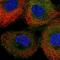 NCK Adaptor Protein 1 antibody, HPA030766, Atlas Antibodies, Immunofluorescence image 