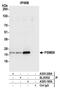 Proteasome subunit beta type-8 antibody, A305-195A, Bethyl Labs, Immunoprecipitation image 