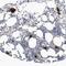 G-Patch Domain Containing 3 antibody, NBP1-82301, Novus Biologicals, Immunohistochemistry frozen image 