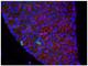 BrdU antibody, NB500-235, Novus Biologicals, Immunofluorescence image 