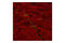 Microtubule Associated Protein Tau antibody, 27370S, Cell Signaling Technology, Immunofluorescence image 