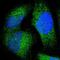 Jumonji Domain Containing 7 antibody, PA5-52192, Invitrogen Antibodies, Immunofluorescence image 