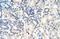 Poly(A) Binding Protein Cytoplasmic 4 antibody, NBP1-57448, Novus Biologicals, Immunohistochemistry frozen image 