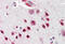 Neuro-oncological ventral antigen 1 antibody, MBS242506, MyBioSource, Immunohistochemistry frozen image 