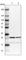 CGG Triplet Repeat Binding Protein 1 antibody, HPA035568, Atlas Antibodies, Western Blot image 