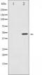 FIP-3 antibody, TA325561, Origene, Western Blot image 