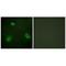 Anoctamin-7 antibody, A08035, Boster Biological Technology, Immunohistochemistry frozen image 