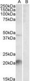 Kallikrein-6 antibody, LS-C108127, Lifespan Biosciences, Western Blot image 