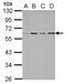 Nuclear Receptor Subfamily 1 Group H Member 4 antibody, NBP2-16550, Novus Biologicals, Western Blot image 