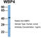 WW Domain Binding Protein 4 antibody, TA340156, Origene, Western Blot image 
