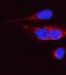 OPA1 Mitochondrial Dynamin Like GTPase antibody, PB9731, Boster Biological Technology, Immunofluorescence image 