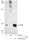 PMS1 Homolog 1, Mismatch Repair System Component antibody, GTX129232, GeneTex, Immunoprecipitation image 