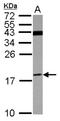 ATPase H+ Transporting V1 Subunit F antibody, NBP2-15160, Novus Biologicals, Western Blot image 