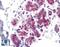 Cell Division Cycle 27 antibody, LS-B4642, Lifespan Biosciences, Immunohistochemistry paraffin image 