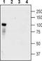 NT-3 growth factor receptor antibody, TA328907, Origene, Western Blot image 