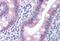 Caspase 1 antibody, MBS245014, MyBioSource, Immunohistochemistry frozen image 