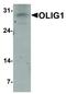 Oligodendrocyte Transcription Factor 1 antibody, LS-C336154, Lifespan Biosciences, Western Blot image 
