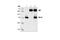 BCL2 Like 1 antibody, 2762S, Cell Signaling Technology, Immunoprecipitation image 