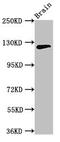 Myelin gene regulatory factor antibody, CSB-PA897527LA01HU, Cusabio, Western Blot image 