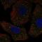 Polypeptide N-Acetylgalactosaminyltransferase 9 antibody, PA5-67371, Invitrogen Antibodies, Immunofluorescence image 