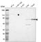Cadherin-3 antibody, NBP1-85707, Novus Biologicals, Western Blot image 