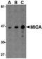 MHC Class I Polypeptide-Related Sequence A antibody, orb87333, Biorbyt, Western Blot image 