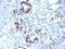 Transgelin antibody, orb388688, Biorbyt, Immunohistochemistry paraffin image 
