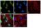 RNA Binding Protein With Serine Rich Domain 1 antibody, PA5-35967, Invitrogen Antibodies, Immunofluorescence image 