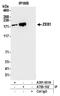Platelet Derived Growth Factor Receptor Beta antibody, A700-102, Bethyl Labs, Immunoprecipitation image 