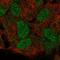 Homeobox protein Hox-B5 antibody, HPA074454, Atlas Antibodies, Immunofluorescence image 