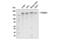 YTH Domain Containing 2 antibody, 35440S, Cell Signaling Technology, Western Blot image 