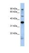 Proline Rich 19 antibody, NBP1-70685, Novus Biologicals, Western Blot image 