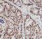 CUGBP Elav-like family member 2 antibody, FNab02072, FineTest, Immunohistochemistry frozen image 