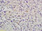 RAB14, Member RAS Oncogene Family antibody, GTX51556, GeneTex, Immunohistochemistry paraffin image 