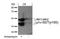 Mitogen-Activated Protein Kinase 8 antibody, AP09471PU-S, Origene, Western Blot image 
