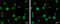 Fermitin Family Member 3 antibody, GTX116928, GeneTex, Immunocytochemistry image 