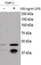 SR-Related CTD Associated Factor 11 antibody, MA5-24782, Invitrogen Antibodies, Western Blot image 