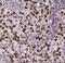 Exocyst Complex Component 5 antibody, FNab02894, FineTest, Immunohistochemistry frozen image 