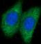 ARG antibody, FNab04800, FineTest, Immunofluorescence image 