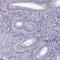 Testis Expressed 33 antibody, PA5-52238, Invitrogen Antibodies, Immunohistochemistry frozen image 